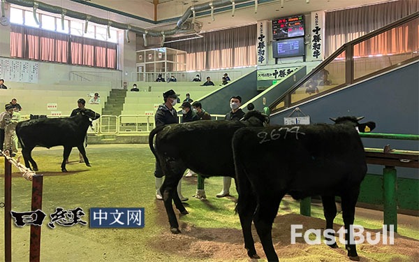 日本和牛子牛交易价格连跌28个月_2 日本和牛子牛交易价格连跌28个月_2