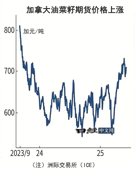 加拿大菜籽期貨在中國關稅下仍漲至1年半高點_1 加拿大菜籽期貨在中國關稅下仍漲至1年半高點_1