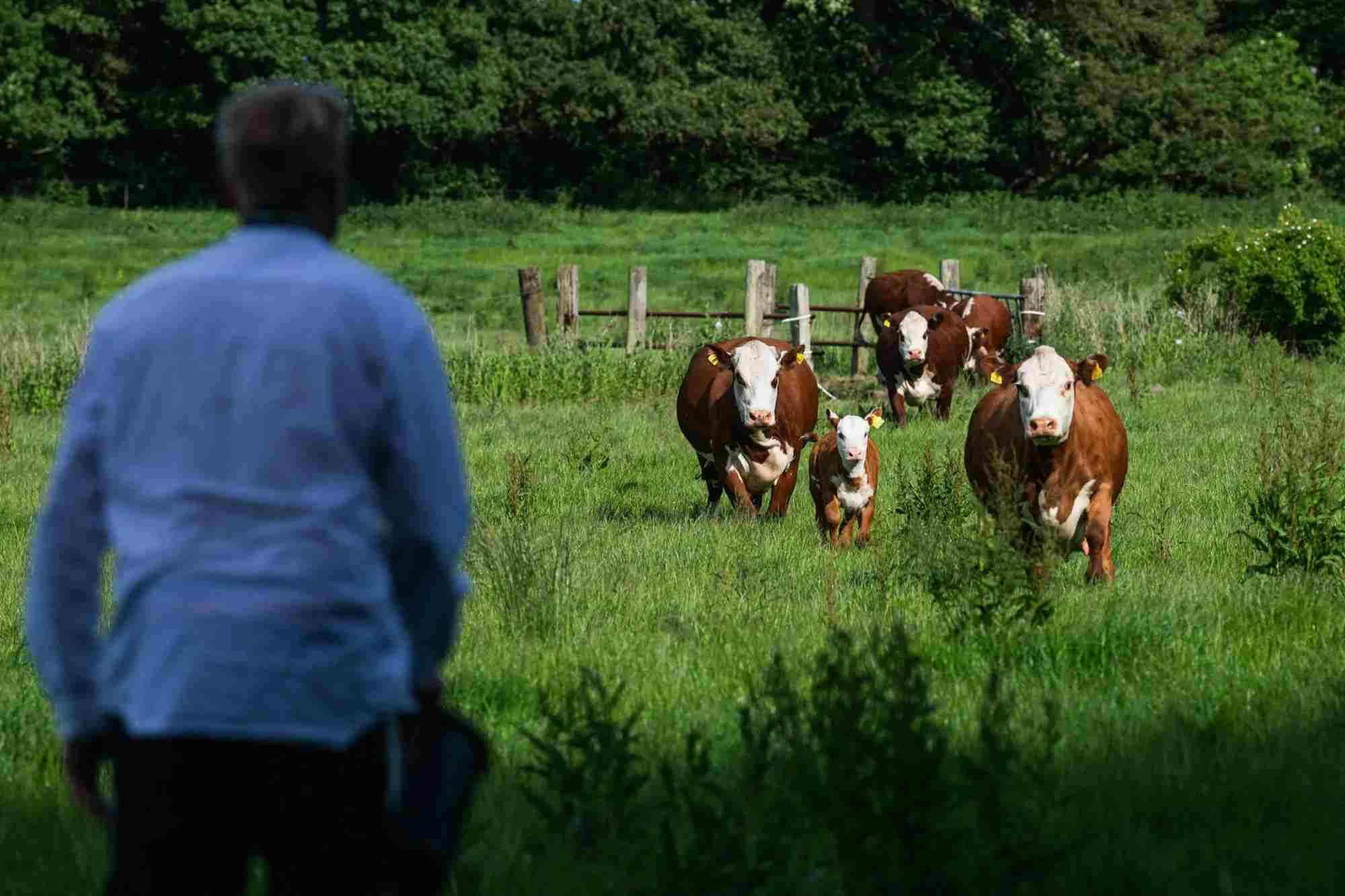 How Denmark Plans To Roll Out The World’s First Cow Burp Tax - FastBull